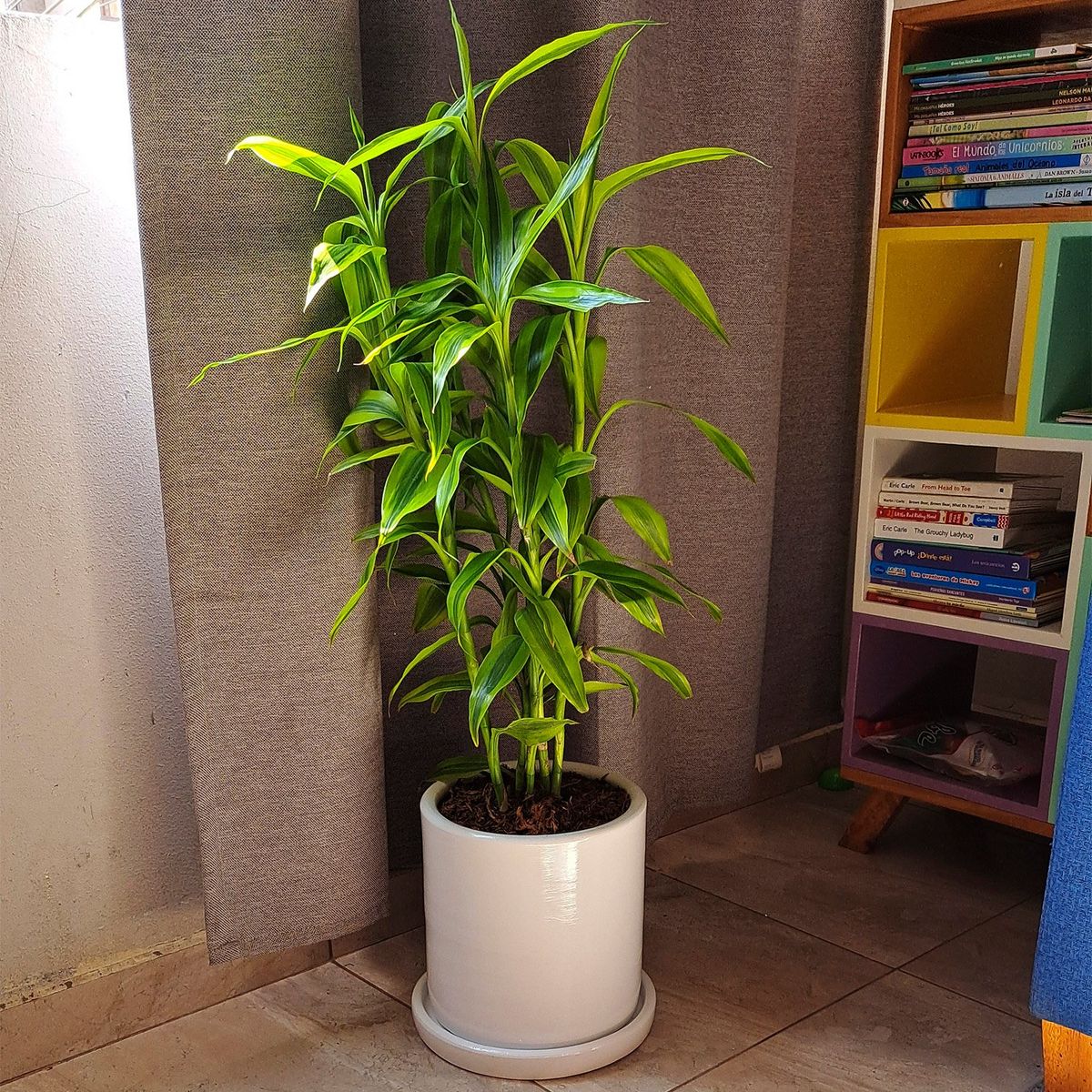GENERICO - LUCKY BAMBOO EN MACETA CILINDRO BLANCO