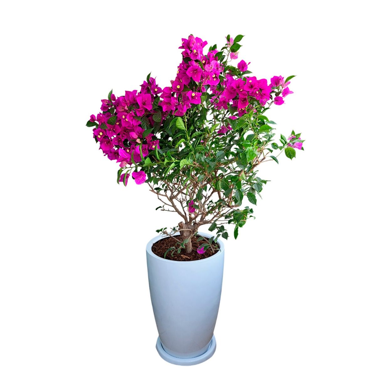 GENERICO - BUGANVILIA EN MACETA MALVA BLANCO