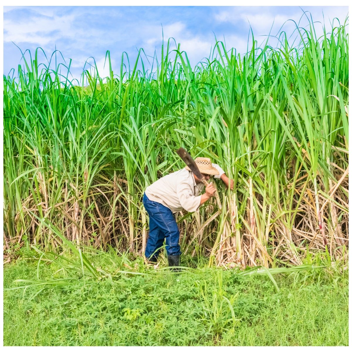 TRUPER - Machete cañero con gancho 215 Truper
