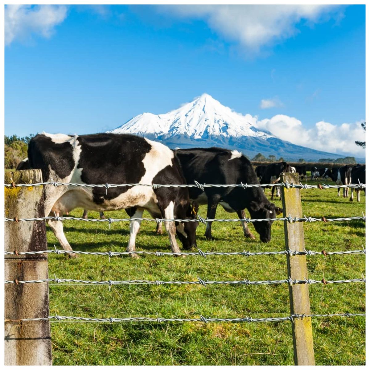 TRUPER - Alambre de seguridad Rollo de alambre de púas de 200 metros, Truper