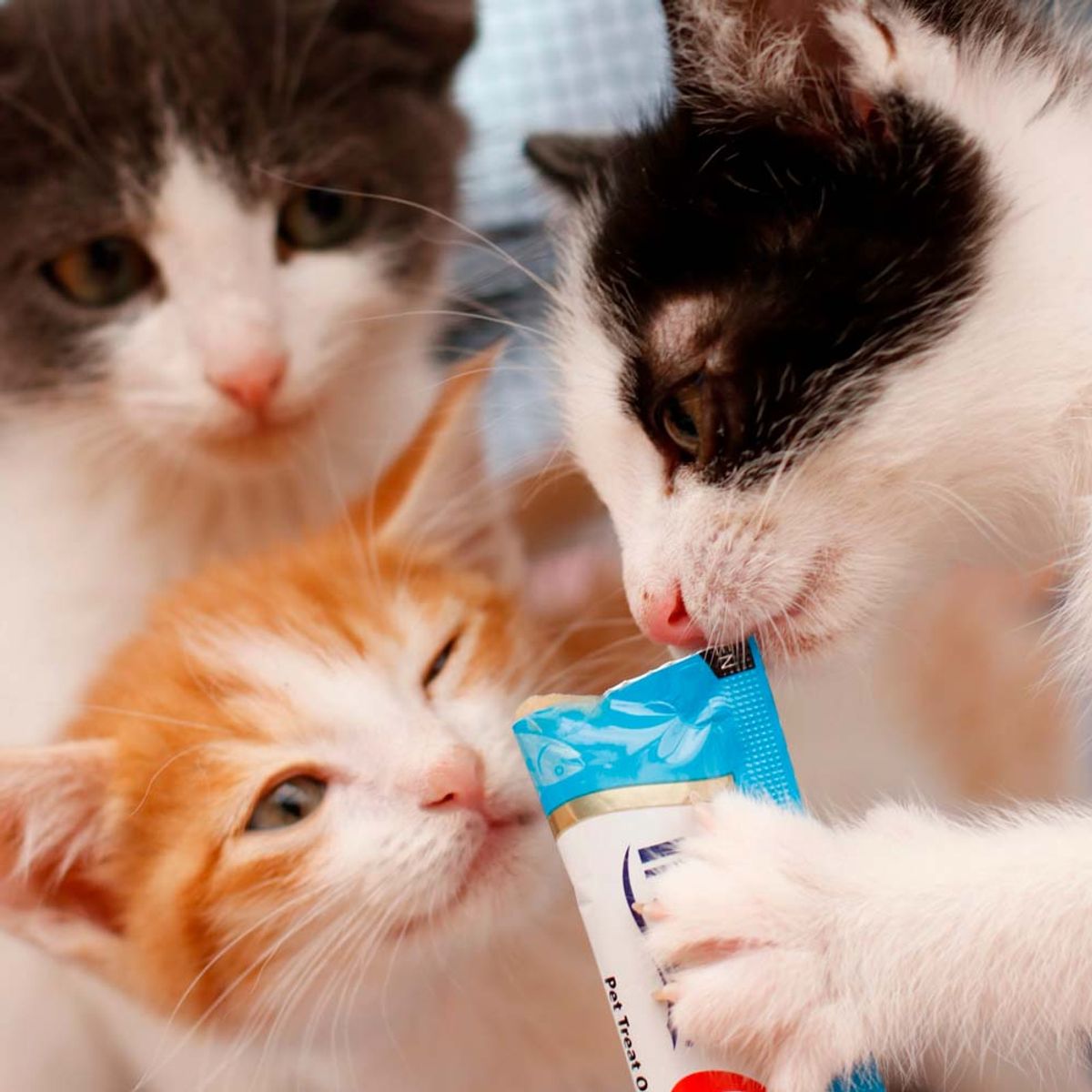 CHURU - Snack Cremoso Gato Churu Atún y Mariscos 1 sobre x 4 tubos