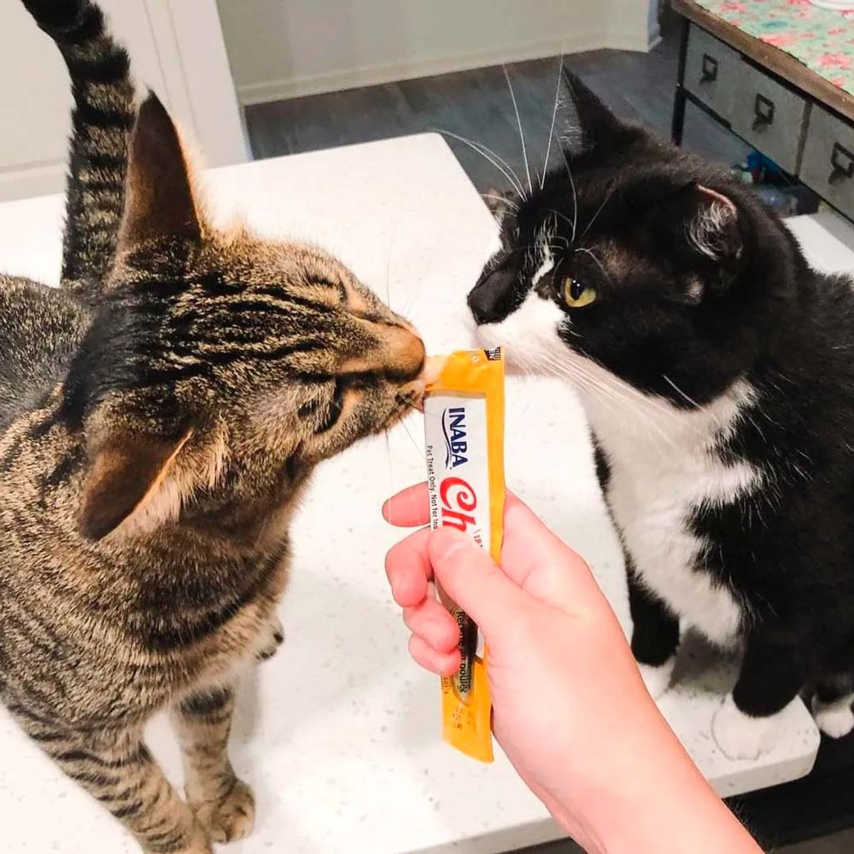 CHURU - Snack Cremoso Gato Churu Pollo y Salmón 1 sobre x 4 tubos