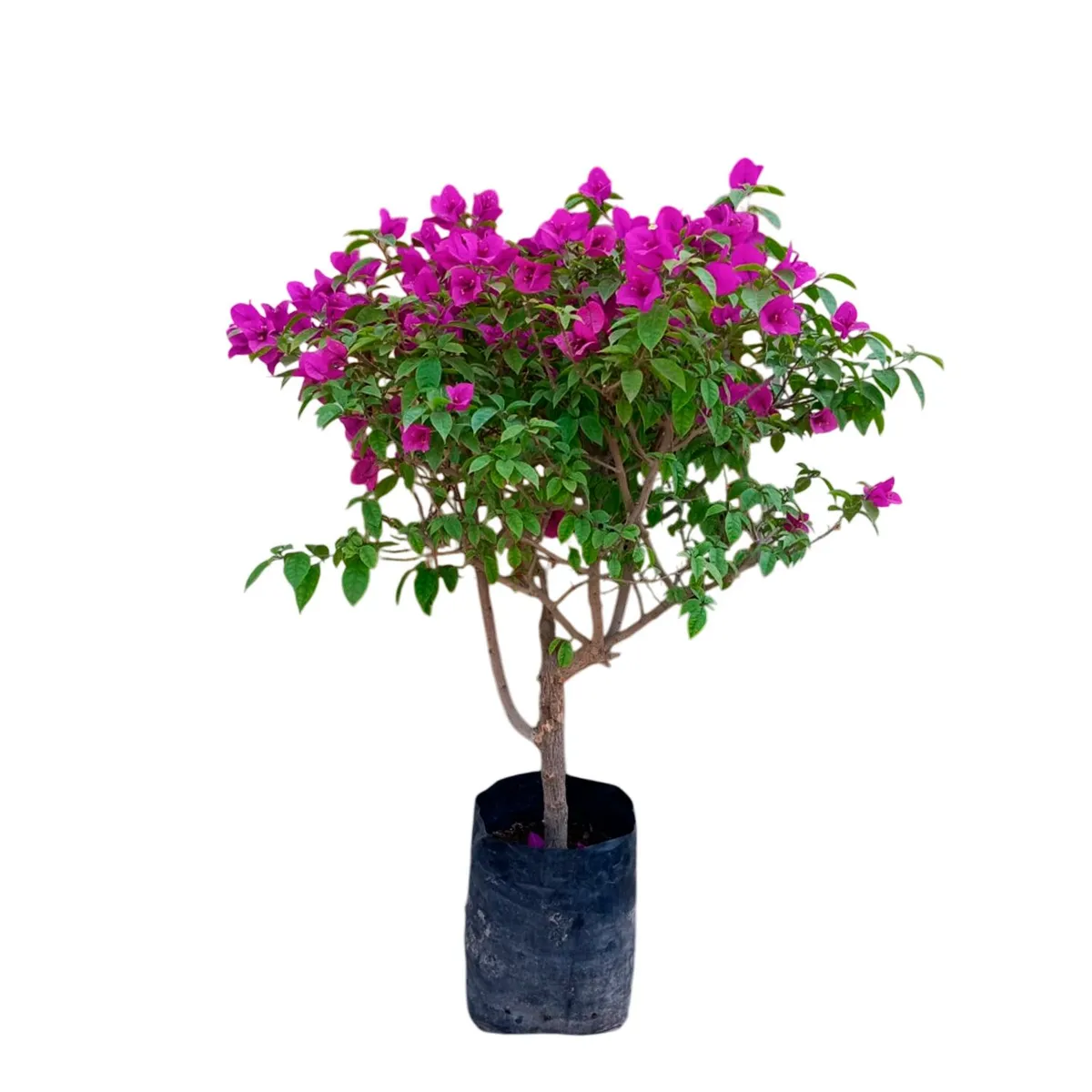 GENERICO - BUGANVILIA TIPO ARBUSTO