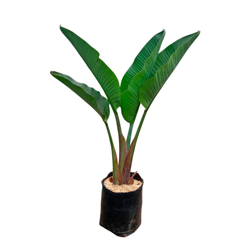 GENERICO - PALMERA STERLIZIA GIGANTE