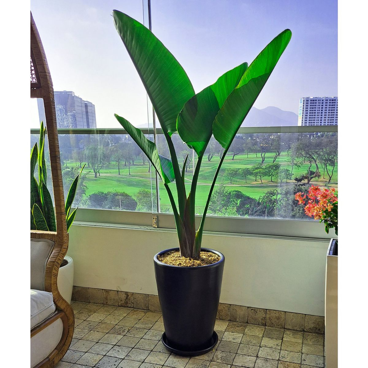 GENERICO - PALMERA STRELITZIA GIGANTE