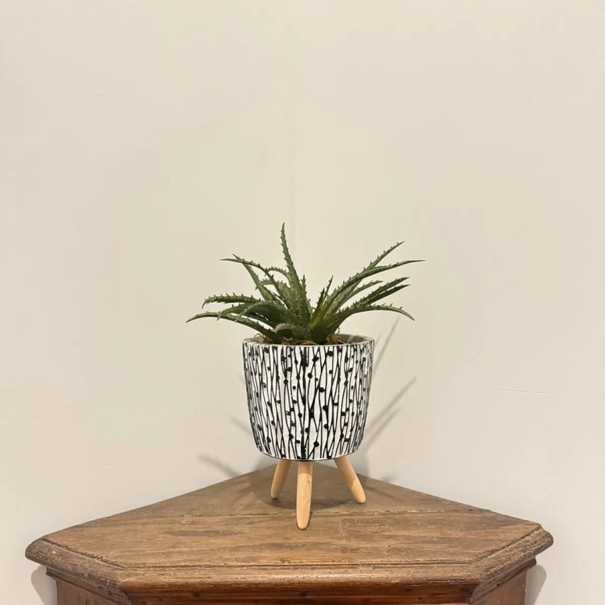 MAP DESIGN HOME - Arreglo Floral Cactus Aloe 27x32 cm