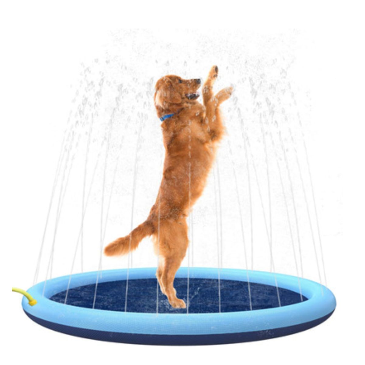 GENERICO - Pileta Para Mascotas Antidesgarre VERANO