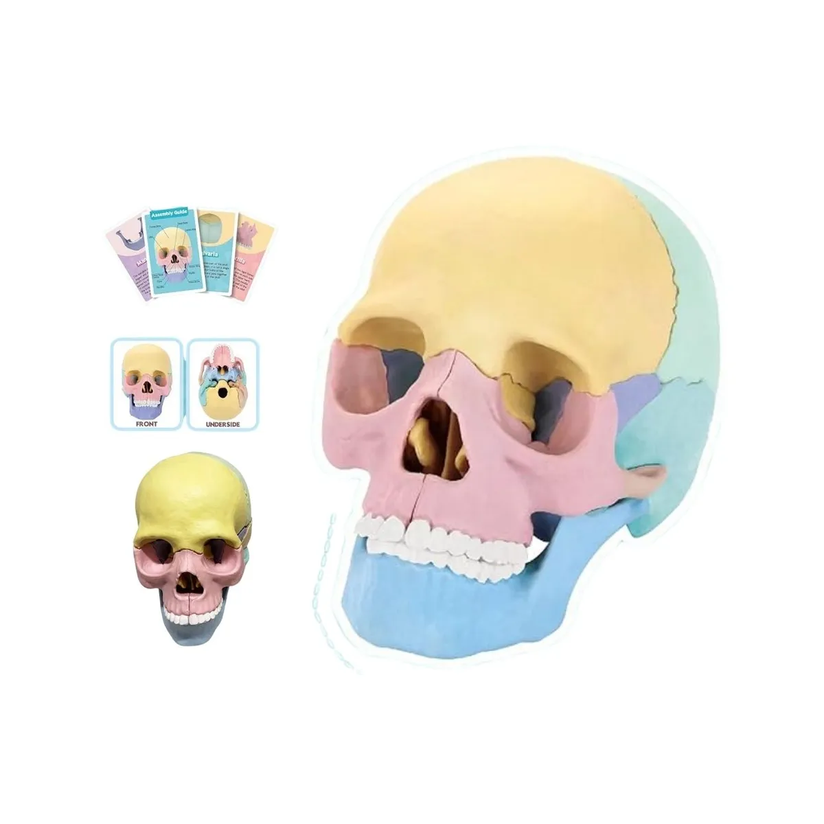 GENERICO - Juego Didáctico Modelo Anatómico 4D Cráneo Humano Para Niños