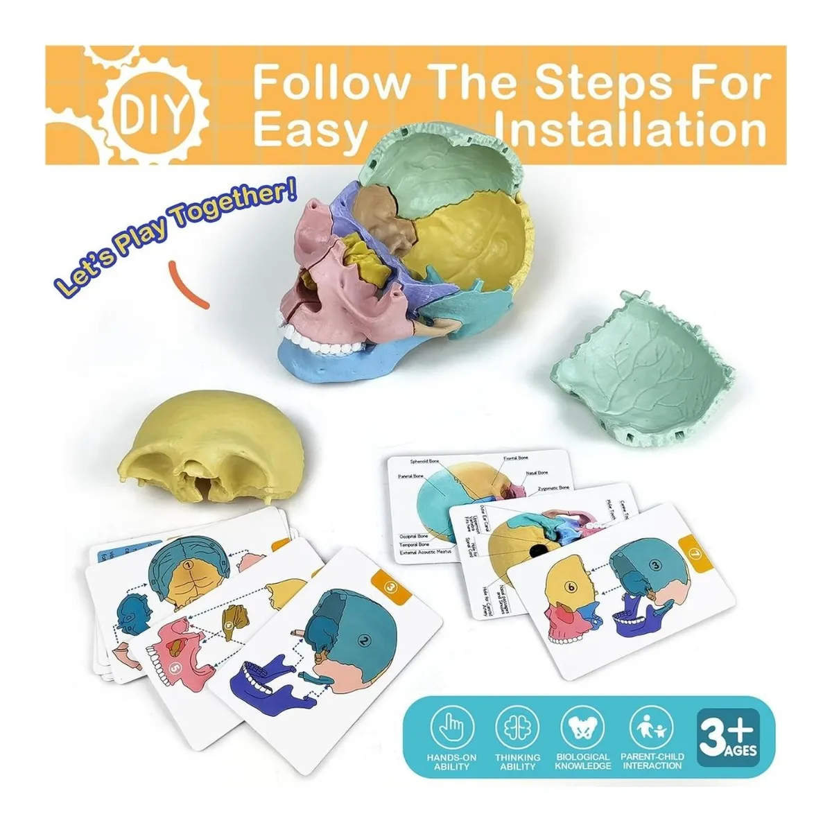 GENERICO - Juego Didáctico Modelo Anatómico 4D Cráneo Humano Para Niños