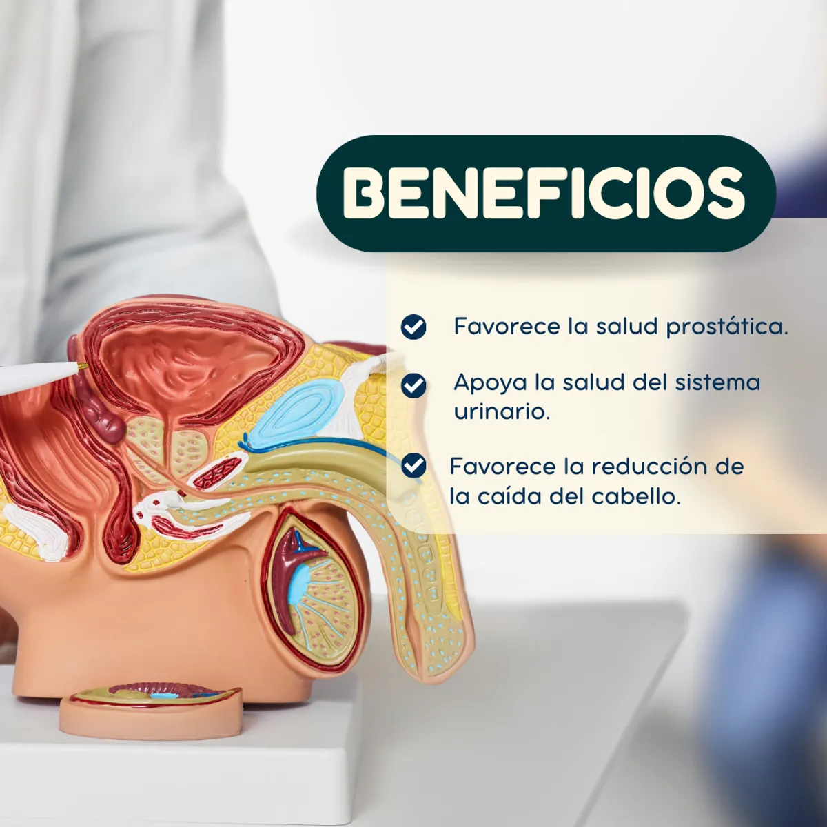 DINOA - Saw Palmetto pote de 80g Dinoa -Salud Prostática y Urinario