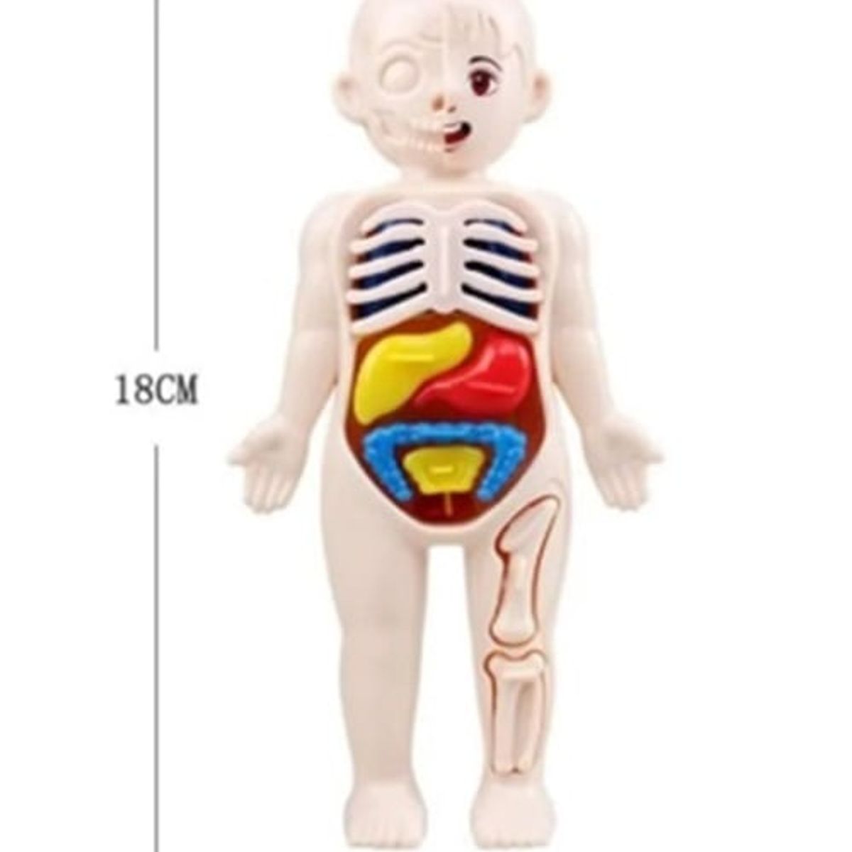 GENERICO - Juguete Educativo Anatómico Cuerpo Humano Encajable