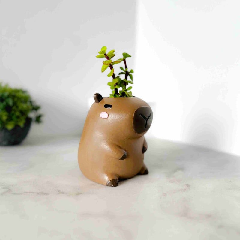 CONKRETE - Maceta de Cemento Capibara + Planta Suculenta modelo aleatorio