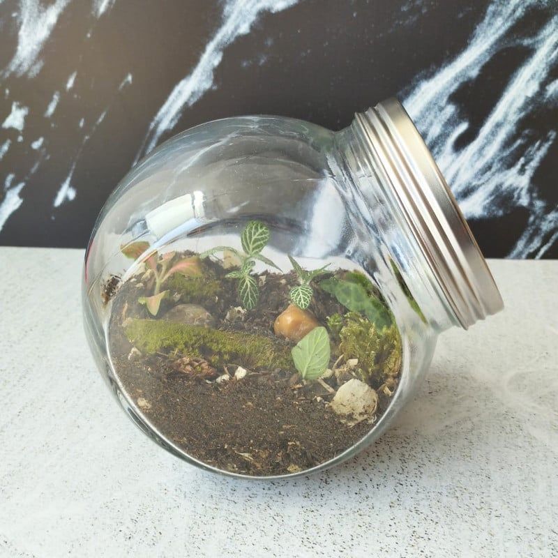 CONKRETE - Terrario de Vidrio Diseño Inclinado + Plantas de interior