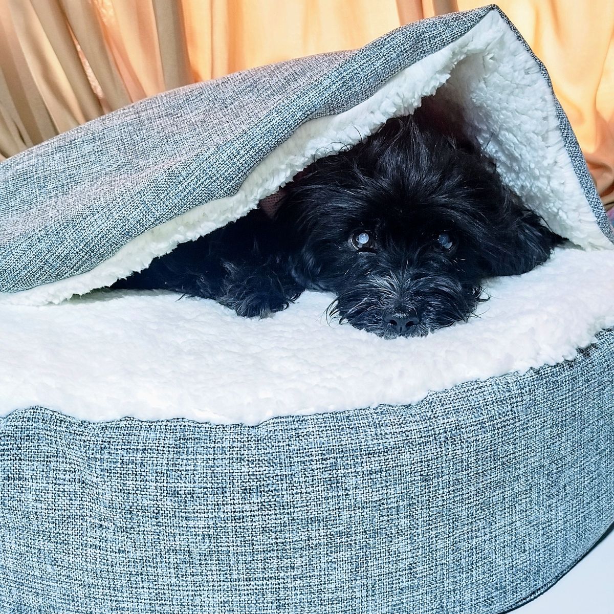 GENERICO - CAMA PARA MASCOTA WINTER 65 x 65