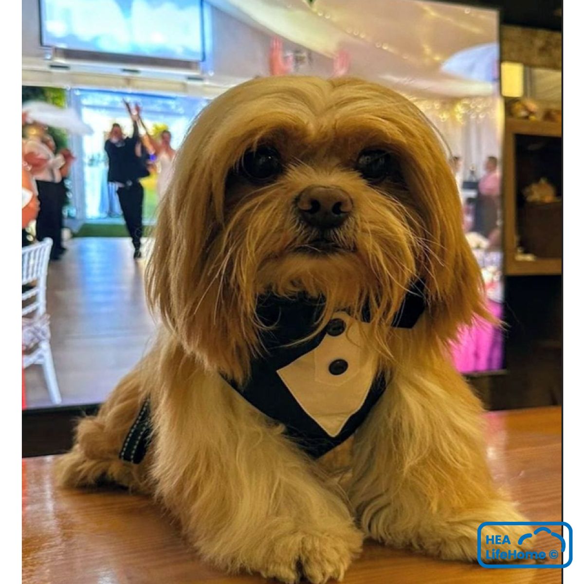 GENERICO - ARNÉS SMOKING PARA PERROS PARA BODAS Y EVENTOS - Talla XL