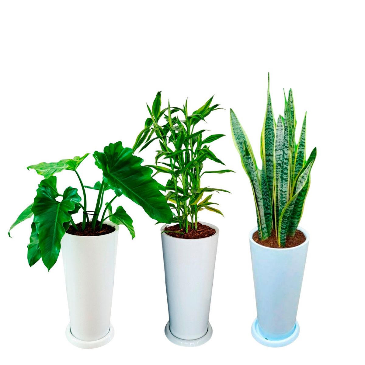 GENERICO - COMBO DE 3 PLANTAS DE INTERIOR EN MACETA BLANCA