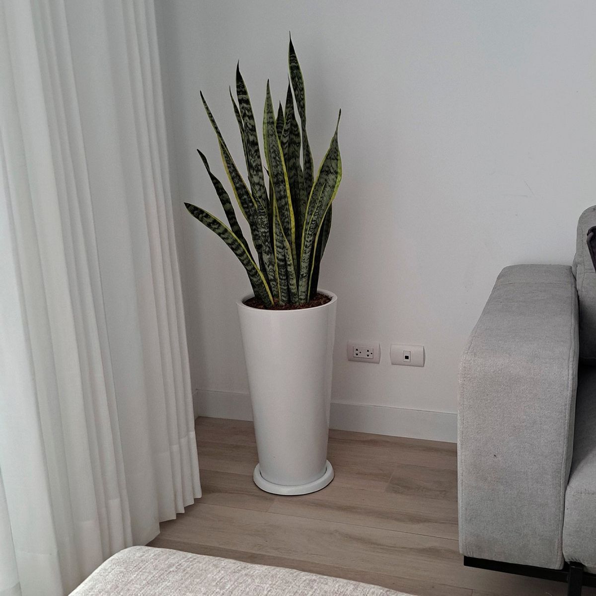 GENERICO - COMBO DE 3 PLANTAS DE INTERIOR EN MACETA BLANCA