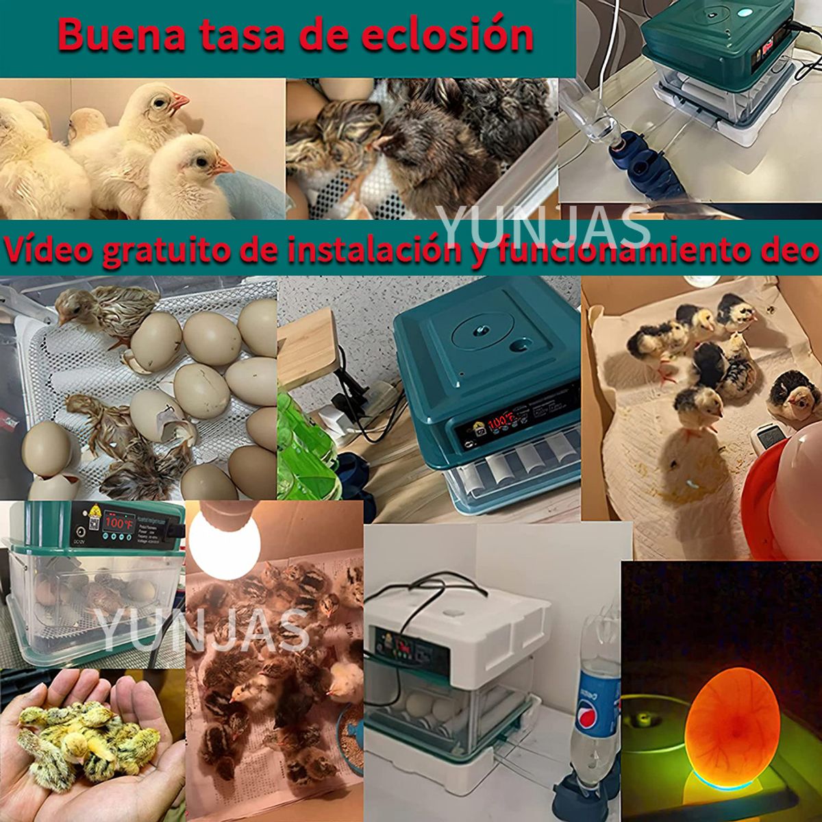 U BUY - Incubadora Huevos L48 165cm X 42cm 110v Verde
