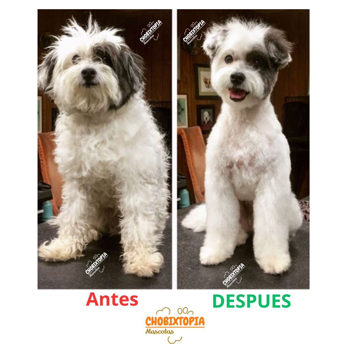 GENERICO - TIJERA REDUCTORA DE VOLUMEN NEGRO PERROS-MASCOTA