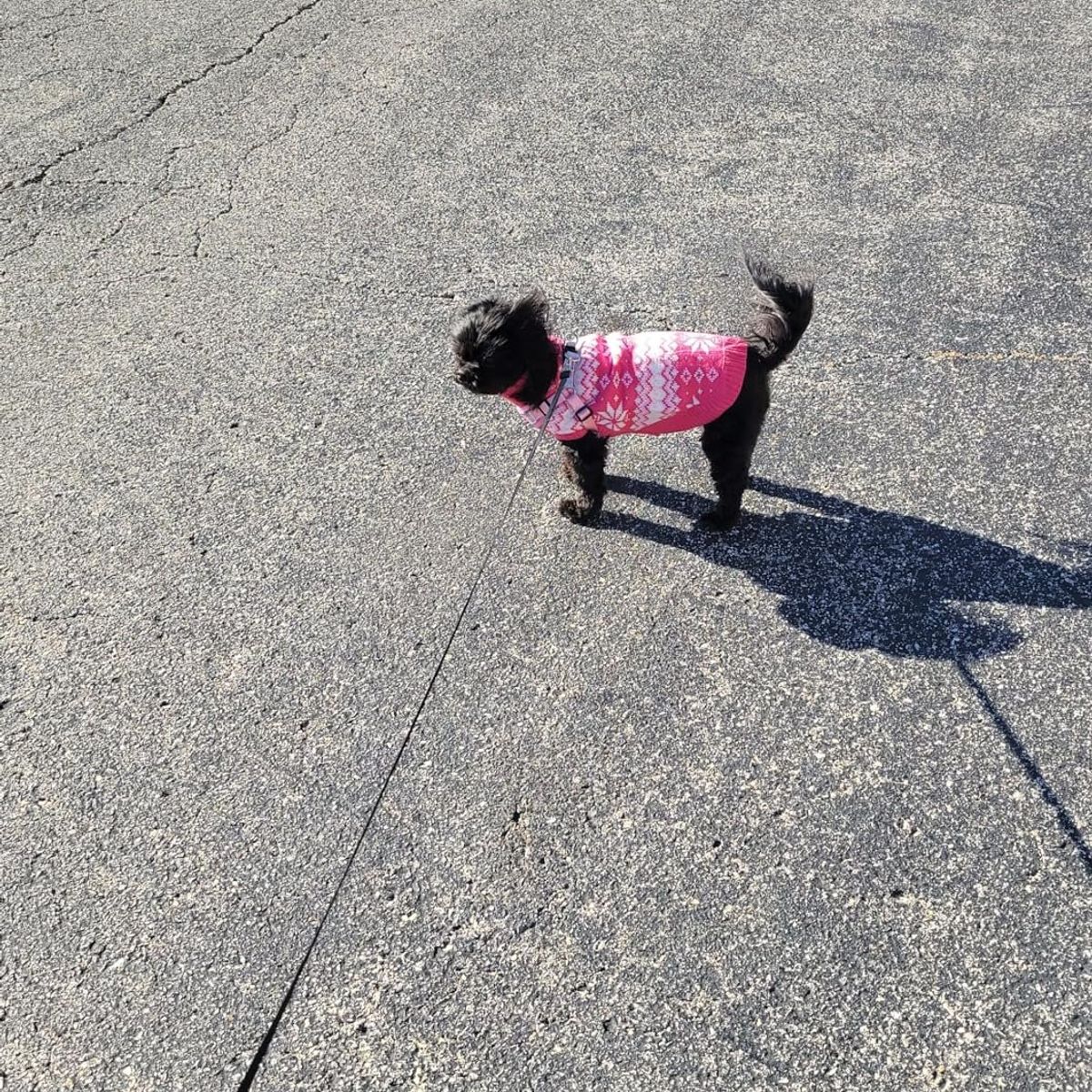 HAMACAS LIZARASO - Soga Retráctil para Mascotas Color Gris - Peluchin Store