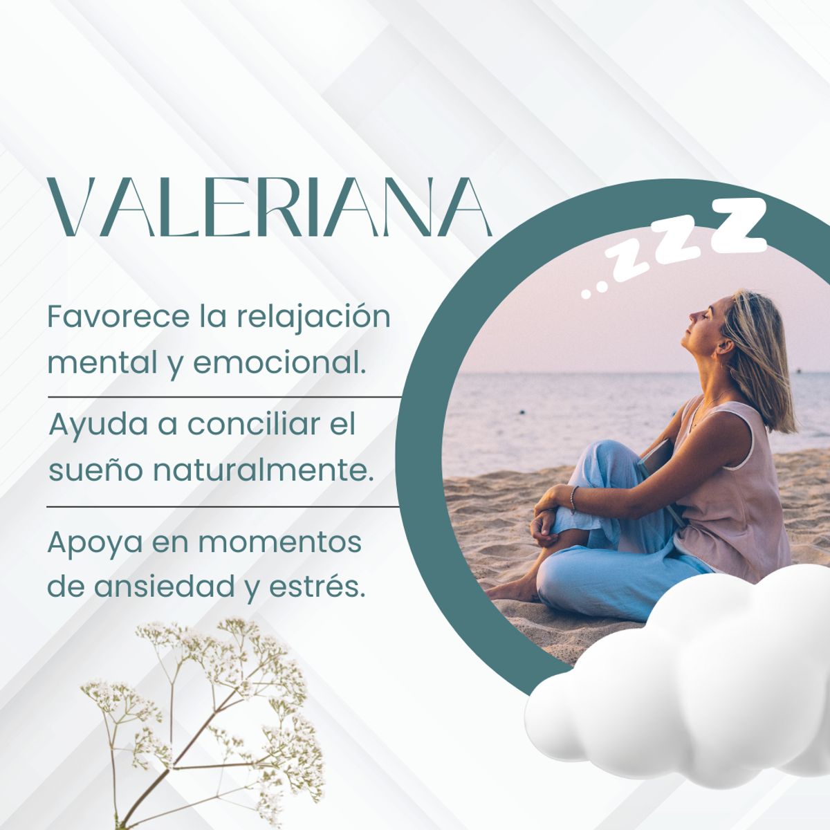 DINOA - Valeriana Pote  de 80g Dinoa- Relajación - Sueño natural