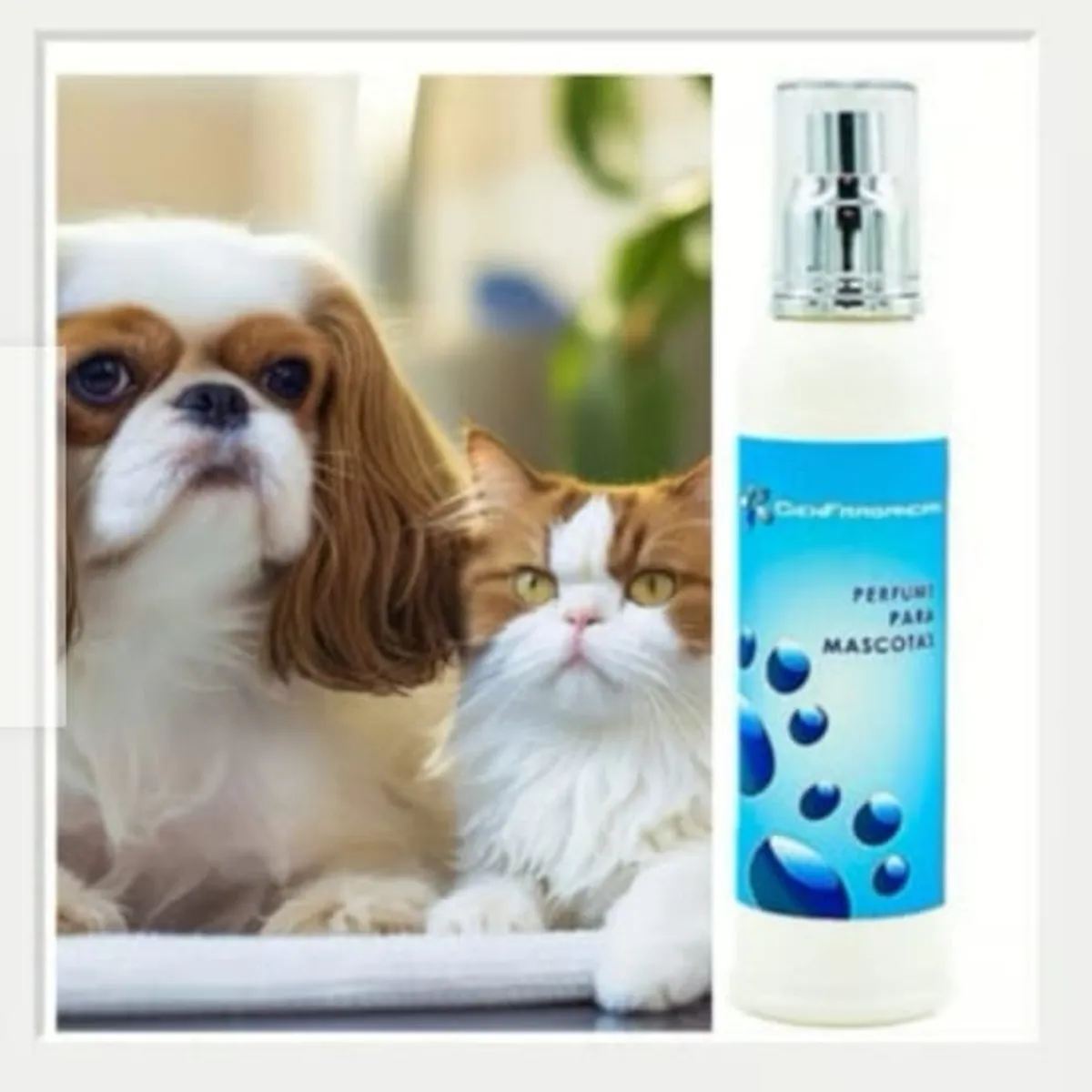 CIEN FRAGANCIAS - PERFUME VEGANO MASCOTA MACHO ACUATICA  HIDRATANTE 150ML 24H