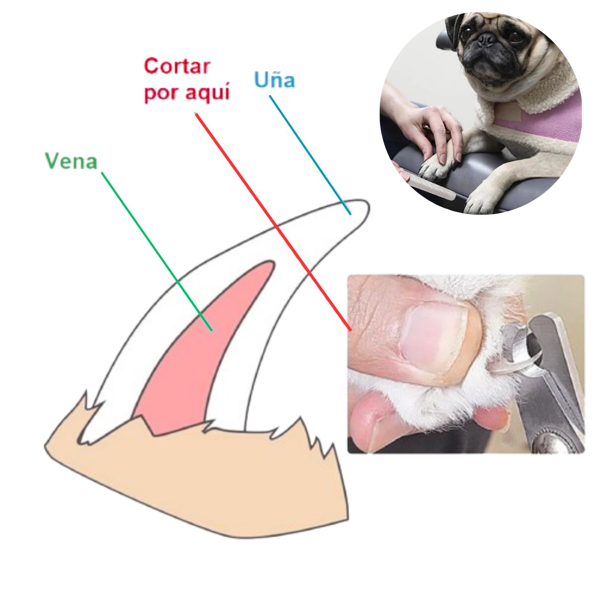 GENERICO - Cortauñas para Mascotas y Lima verde agua c-Seguro T-P