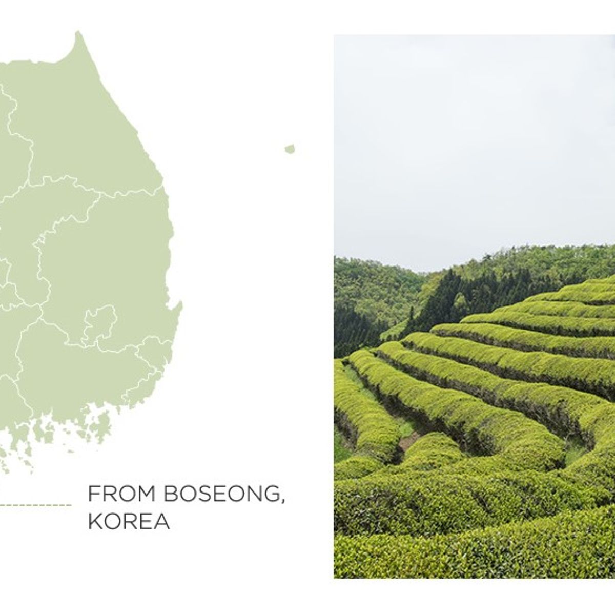 GENERICO - Limpiador Facial de Té Verde Coreana The Saem 150ML