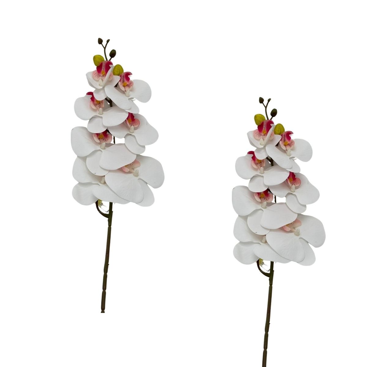 FLORIPA - Pack De 2 Vara De Orquidea Mediana BG 301464-6 FLORIPASTORE