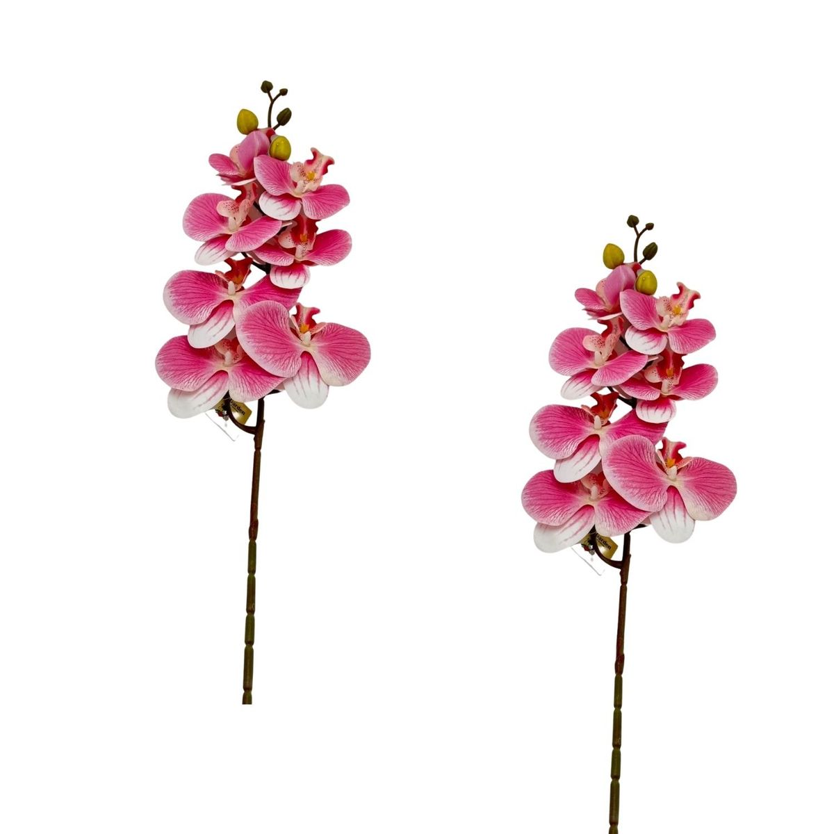 FLORIPA - Pack De 2 Vara De Orquidea Mediana BG 301464-9 FLORIPASTORE