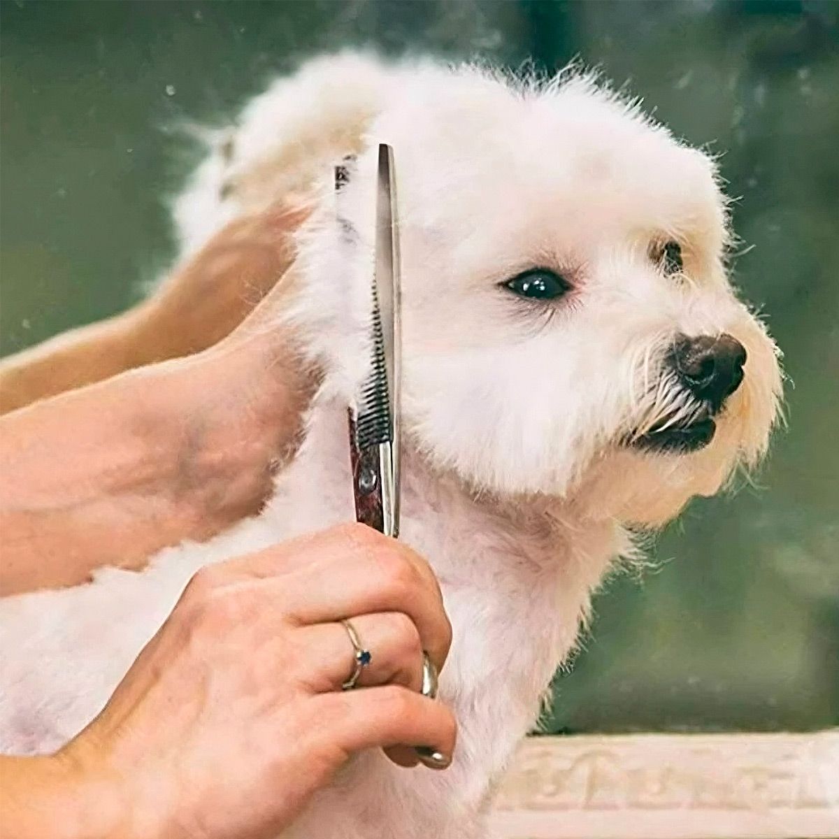 GENERICO - Combo 4 Tijeras Acero Para El Cuidado De Mascotas En Acero