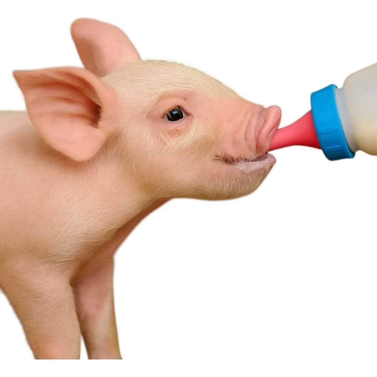 GENERICO - BIBERON BOTELLA 250ML LECHON CORDERO CACHORRO AZUL