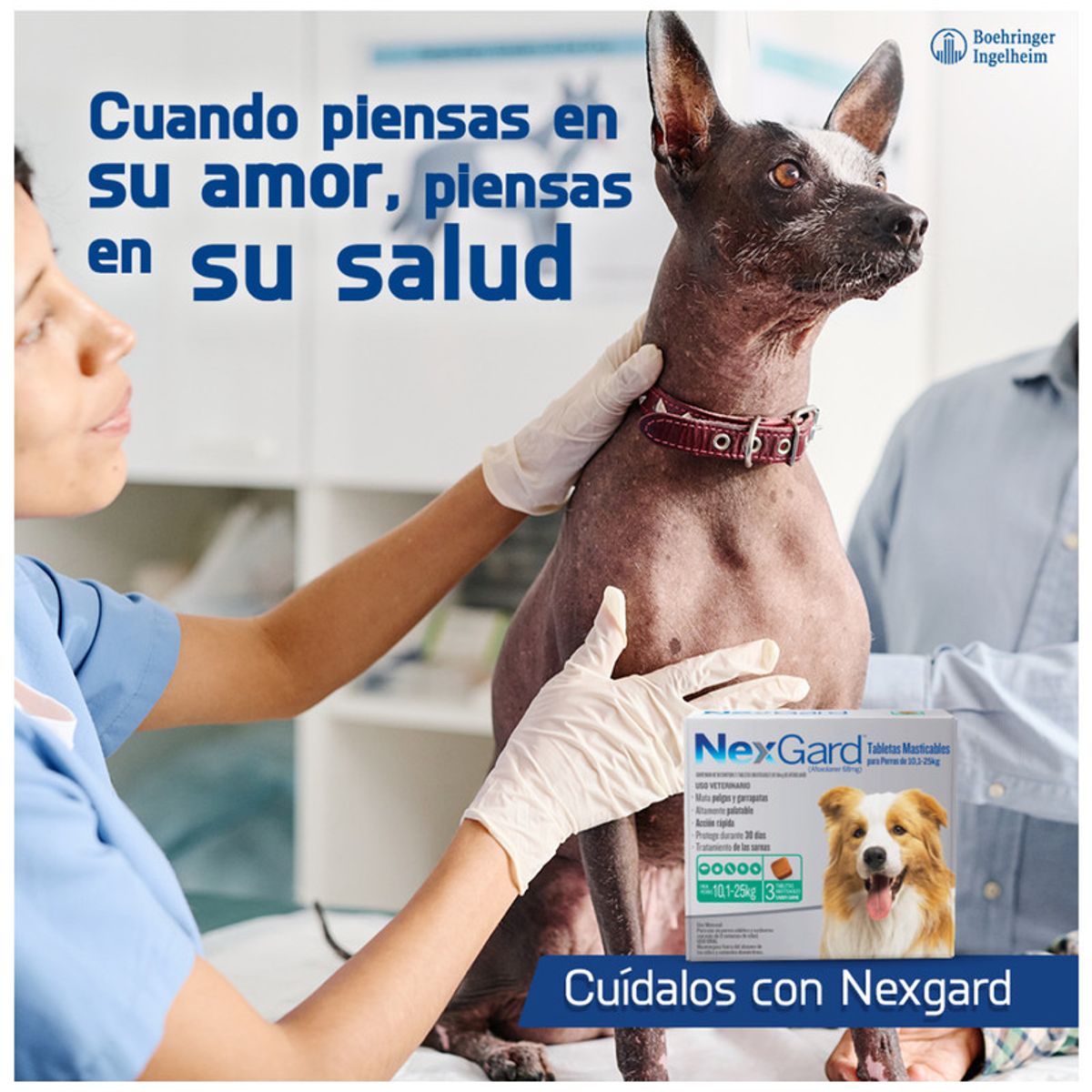 NEXGARD - Nexgard 10,1 - 25 kg X3 Tabletas