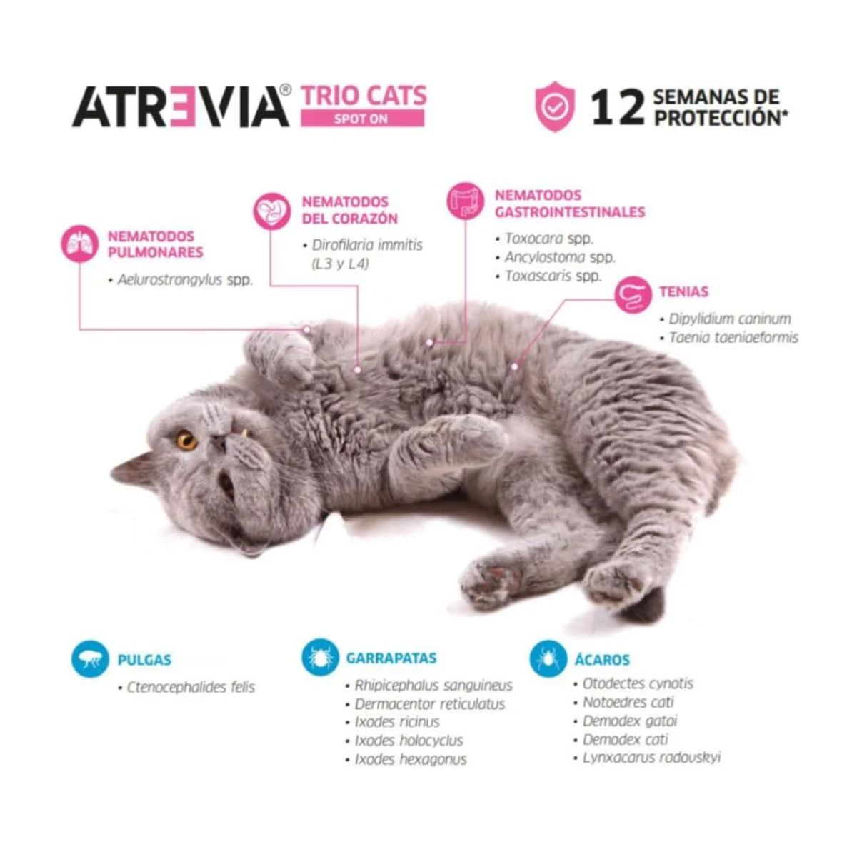 ATREVIA - Atrevia Trio Cats Spot Large 6.3 – 12.5 kg