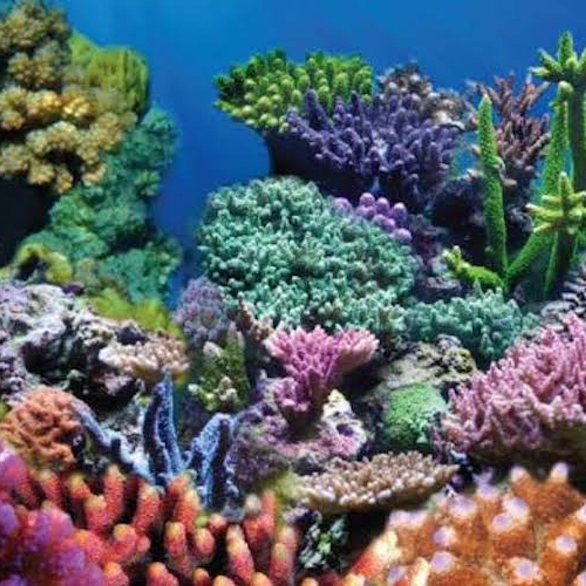 GENERICO - Fondo para Pecera Diseño Coral hermoso Fondo Acuario Pez