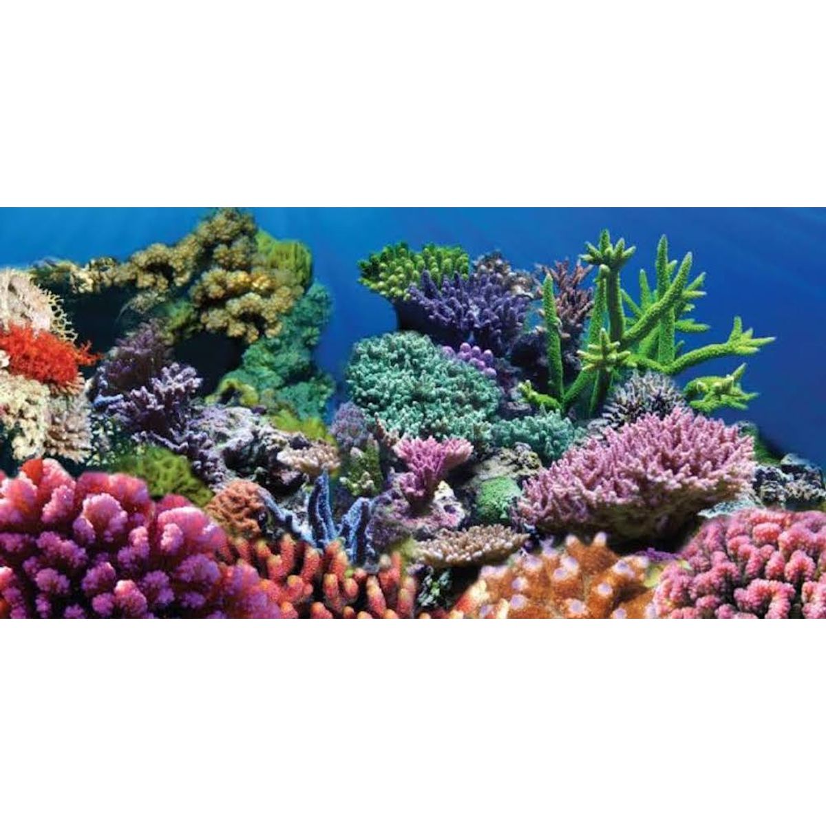 GENERICO - Fondo para Pecera Diseño Coral hermoso Fondo Acuario Pez