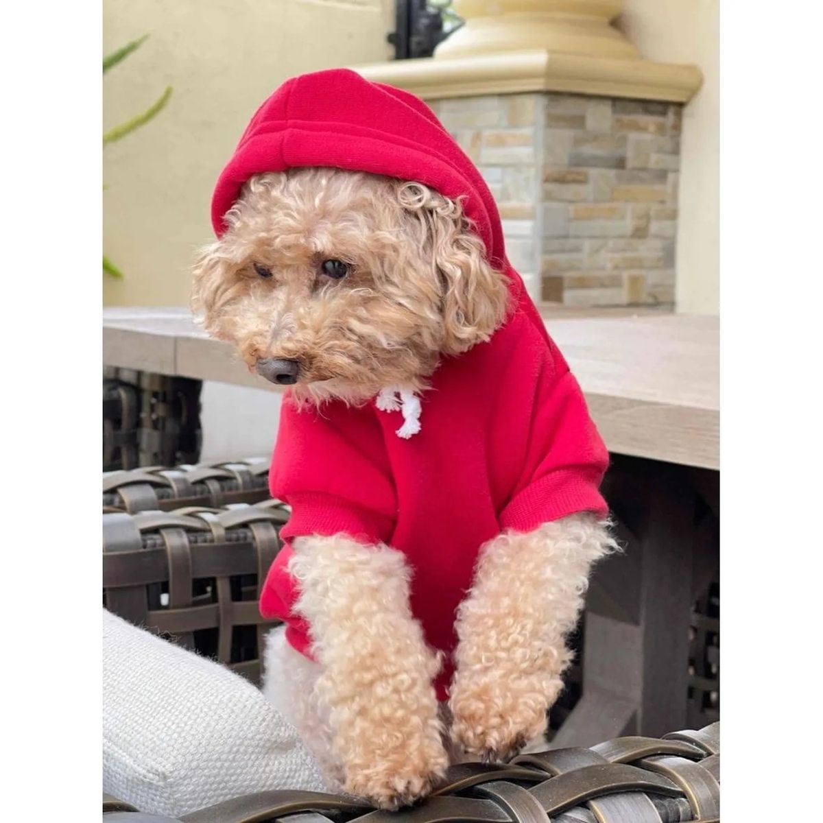 JET - POLERA CON CAPUCHA PARA PERRITO TALLA 02