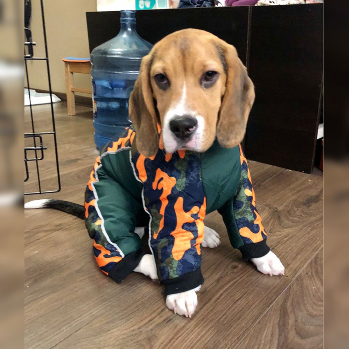 GENERICO - ENTERIZO TÉRMICO IMPERMEABLE FORRO CARNERO MASCOTA PERRO-XXL