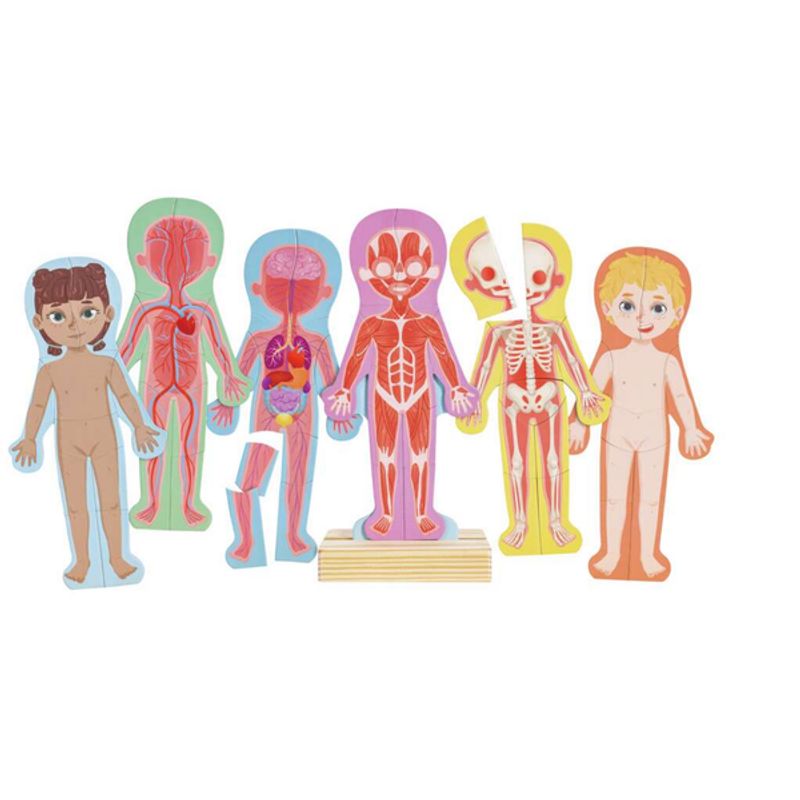 HAPE - Rompecabezas magnético del cuerpo humano 69 piezas