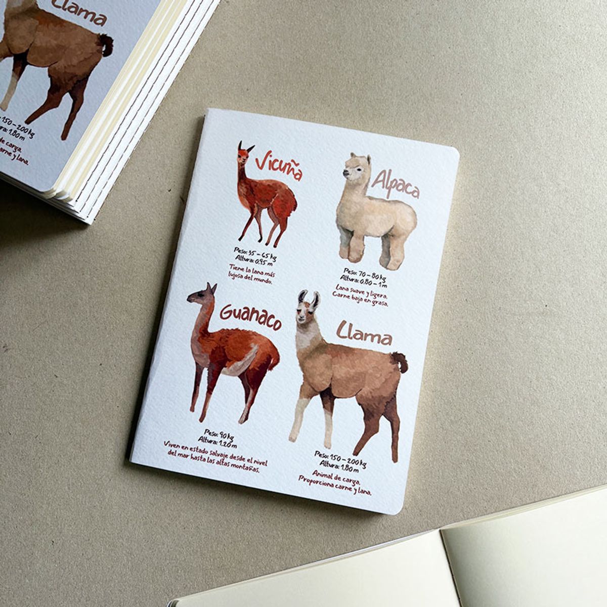 BOCETTOS - Cuadernillo Auquénidos