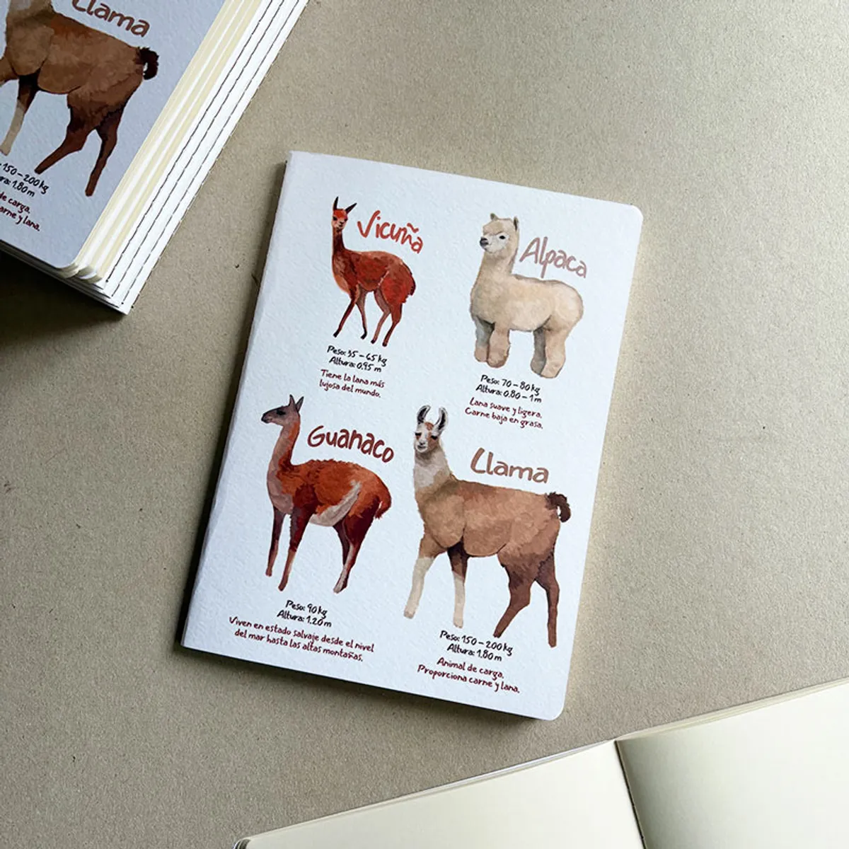 BOCETTOS - Cuadernillo Auquénidos