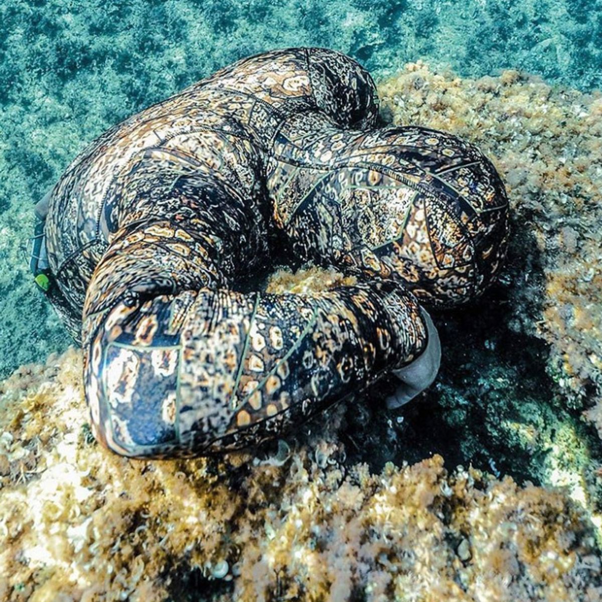 GENERICO - Wetsuit L Salvimar Krypsis 5.5 mm