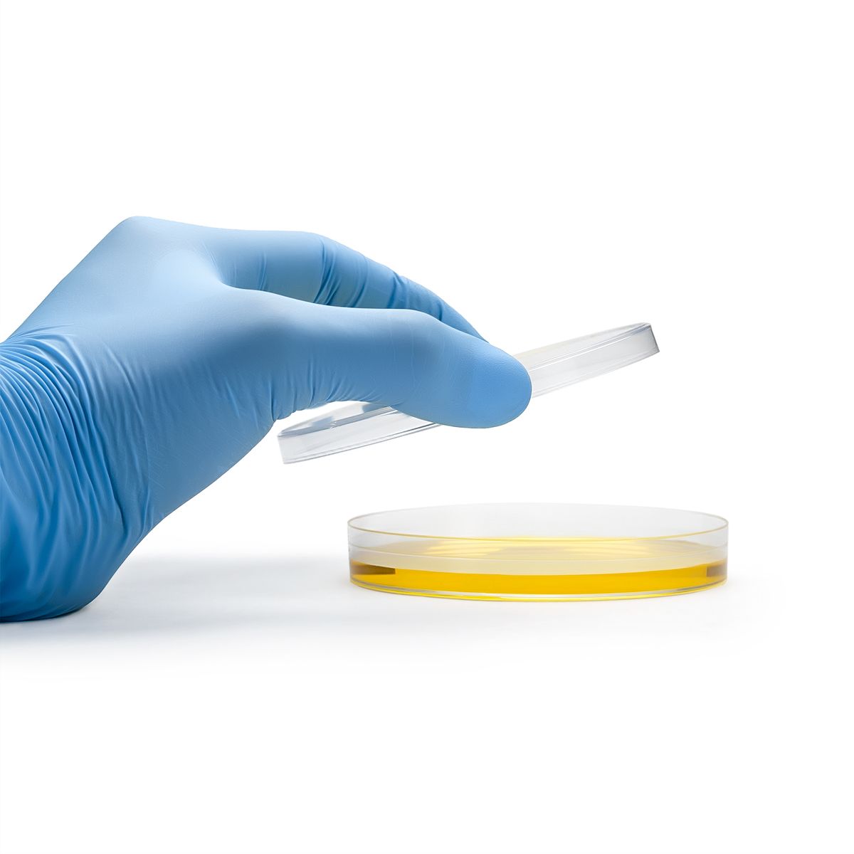 GENERICO - Placas Petri de Plástico de 90 X 15 MM Sin Divisiones BOLSA 10 UND