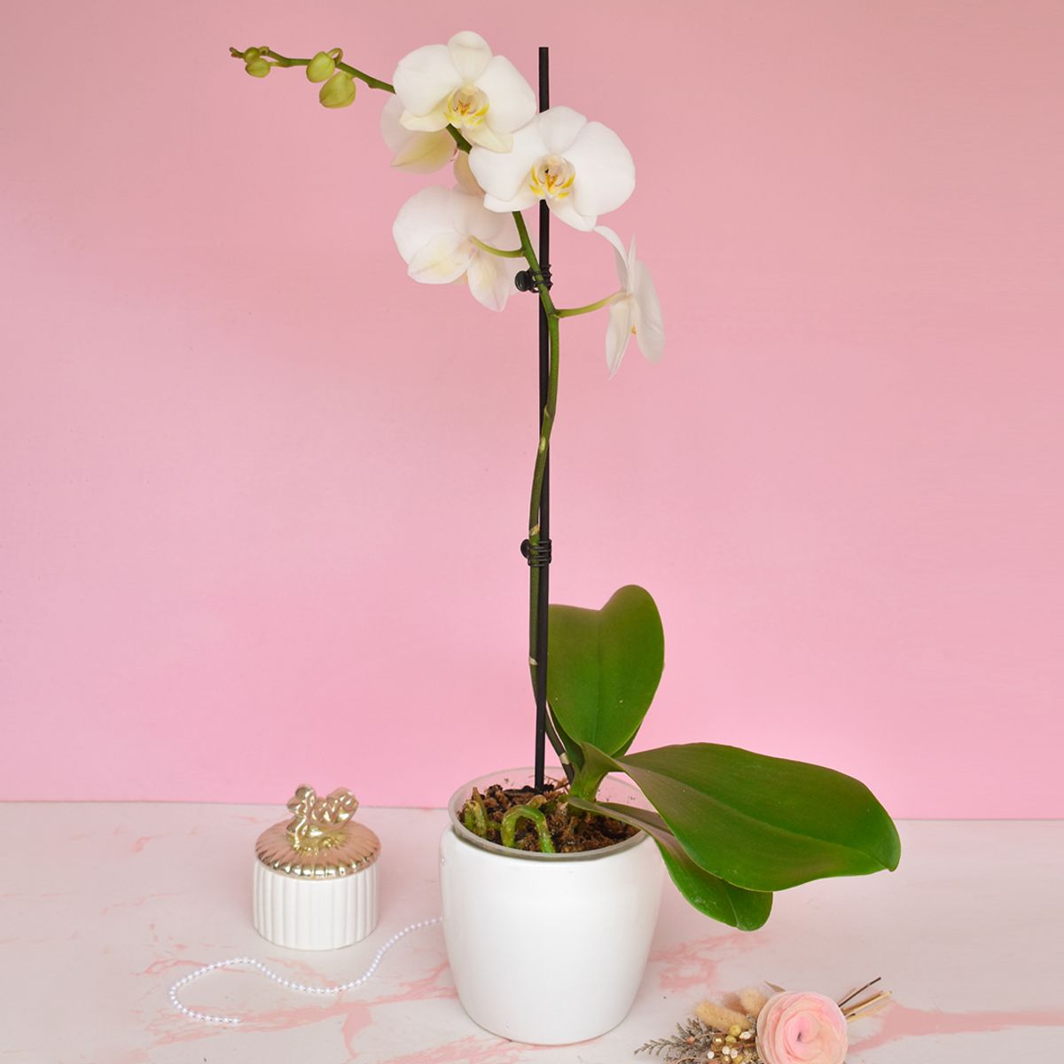 BLOOM - Arreglo de orquídea naturales