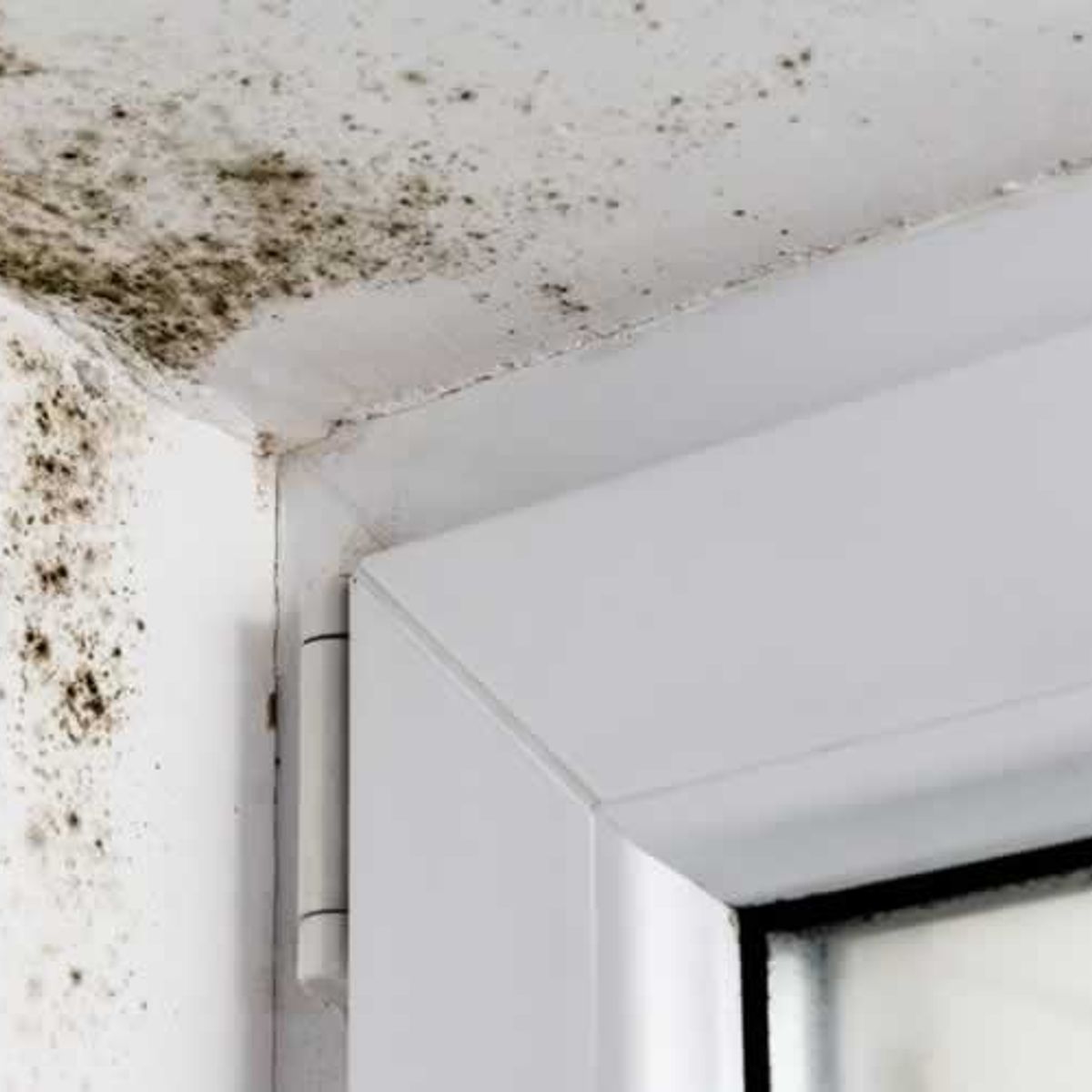 DO DOCTOR OBRA - PINTURA FUNGICIDA ELIMINA MOHO Y HONGOS 946 ML