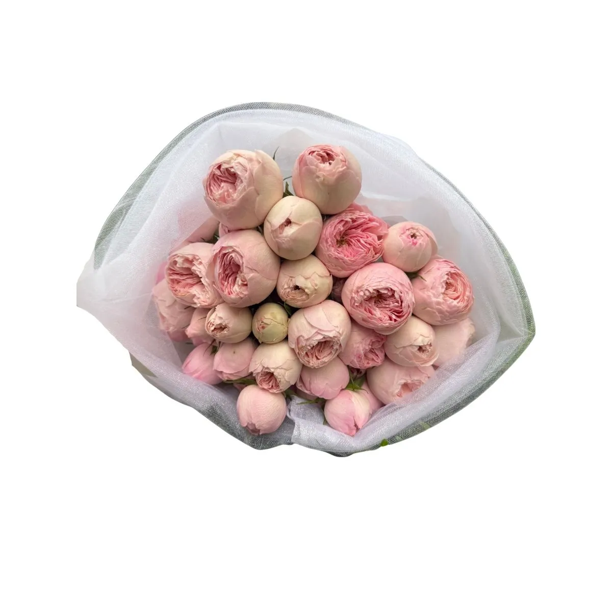 GENERICO - Ramo de 40 Peonias Rosadas XL