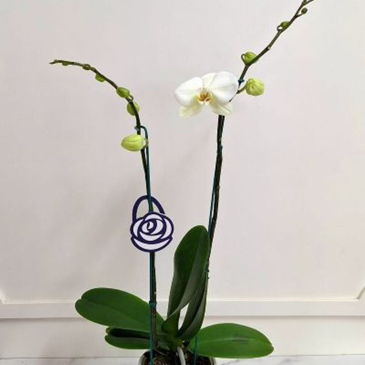 FLORALIA - Arreglo Florales - Orquídea blanca