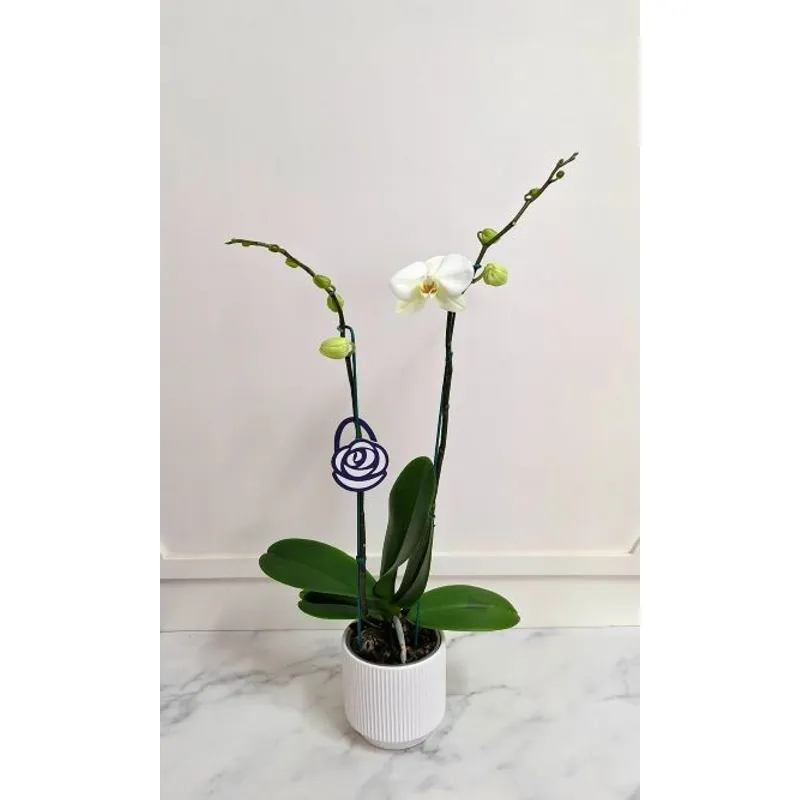 FLORALIA - Arreglo Florales - Orquídea blanca