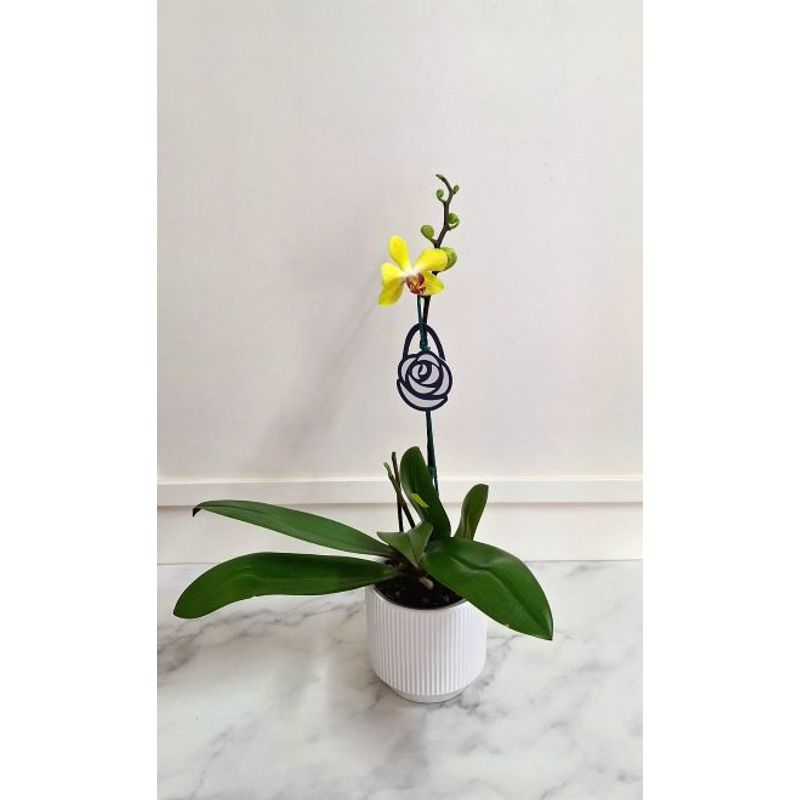 FLORALIA - Arreglo Flores - Orquidea  Phalaenopsis - Orquidea Amarilla