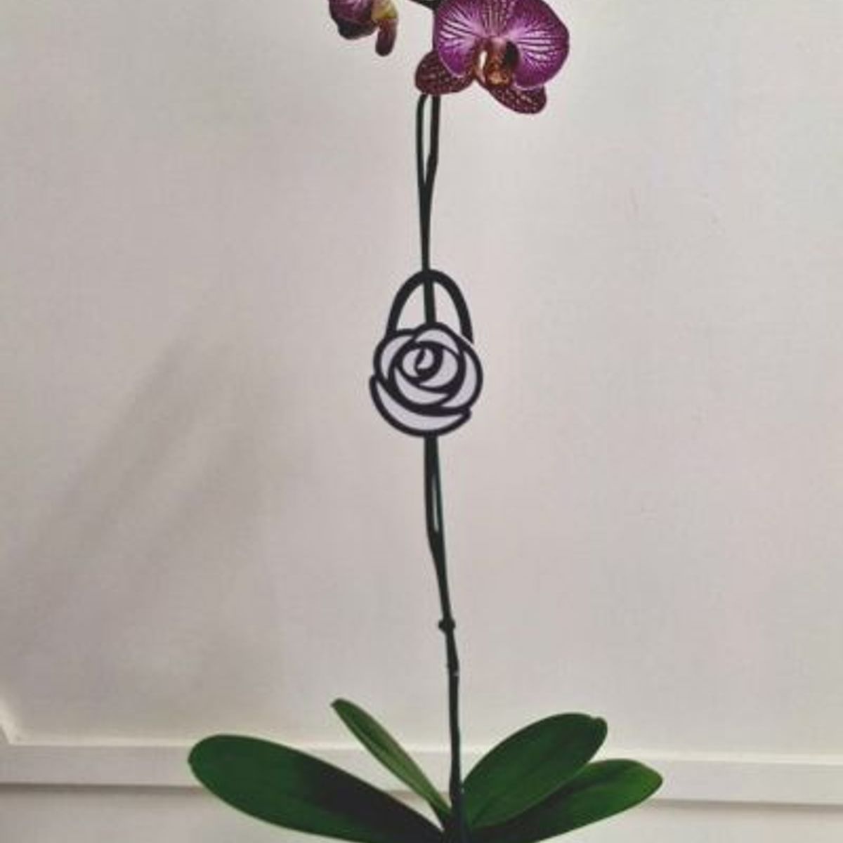 FLORALIA - Arreglo Flores - Orquidea Phalaenopsis  color Lila con Blanco